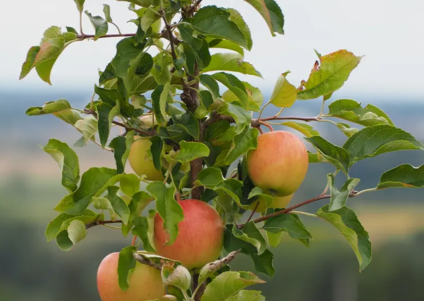 alt：Handheld sprayer for garden and orchard care, watering plants and controlling pests with adjustable nozzle